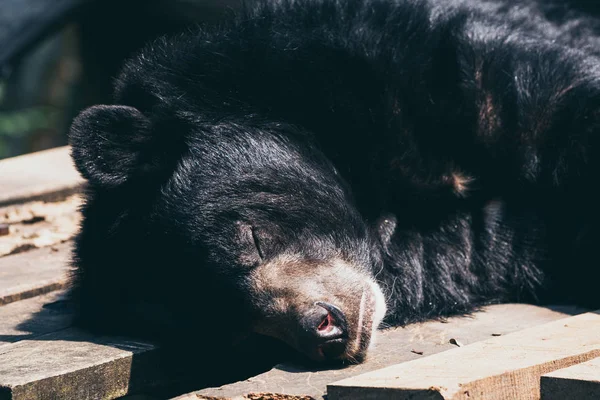 アジアの黒クマは、タットクアンSiベアレスキューセンターで眠ります — ストック写真