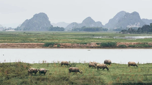 ベトナムのニンビン村の近くのウォーターフロントに立つ水牛の群れ — ストック写真