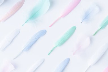 Flat lay of colored feathers arranged in diagonal rows