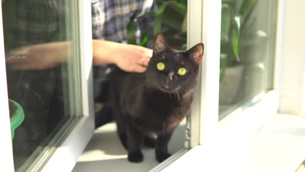 Giovane donna bionda che tiene in braccio un gatto e guarda fuori dalla finestra con un sorriso sul viso. Stare a casa durante la quarantena del virus Corona — Video Stock