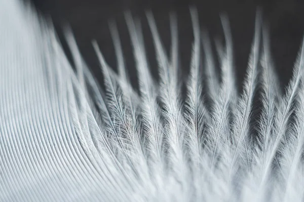 Closeup Macro White Bird Feather Natural Abstract Texture Forming Monochromatic — Stock Photo, Image