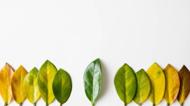 Sarı yaprakların arasında yeşil ağaç yaprağı. Ekolojinin kavramsal görüntüsü ve sürdürülebilir tarım.