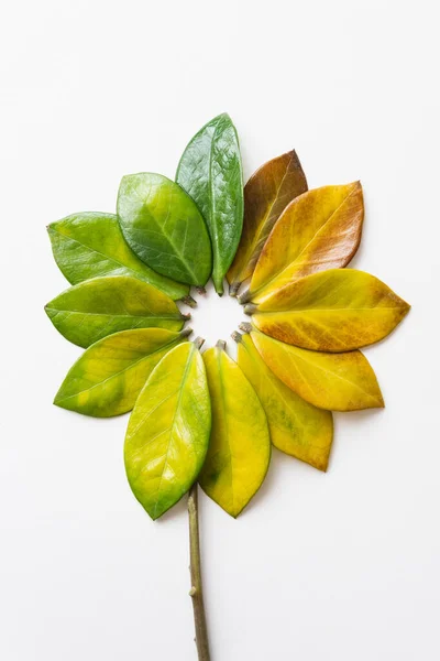 Green Yellow Tree Leaves Arranged Shape Flower Vertical Orientation — Stock Photo, Image