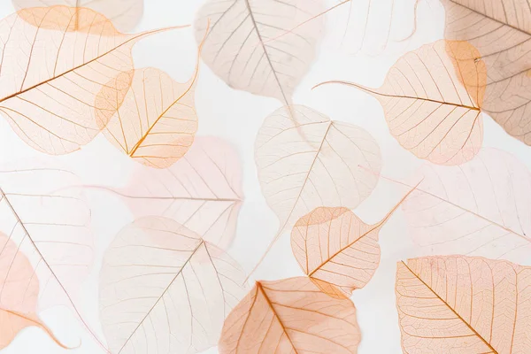 Hintergrund Florales Muster Trockener Baumblätter Schwebeeffekt Und Pastellfarben Stockfoto