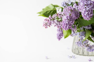 Beyaz arka planda cam bir vazoda duran mor leylak çiçeği. Bahar çiçekleri metin için kopyalama alanı ile hala hayattadır.