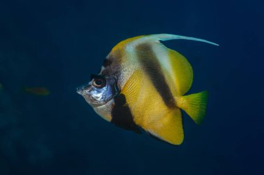 Kızıldeniz bannerfish profili