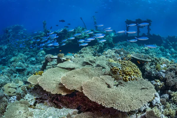 Cardumes de peixes sobre recifes de coral — Fotografia de Stock