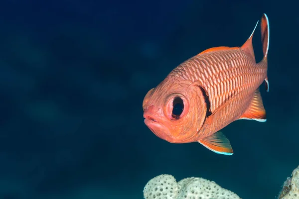 Soldierfish face on — Stock Photo, Image