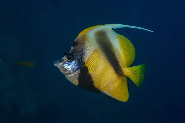 Rotes Meer Bannerfisch Profil — Stockfoto