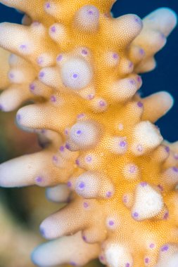 Acropora coral close-up clipart