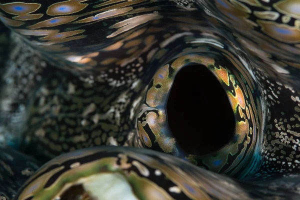 Giant clam abstract — Stock Photo, Image