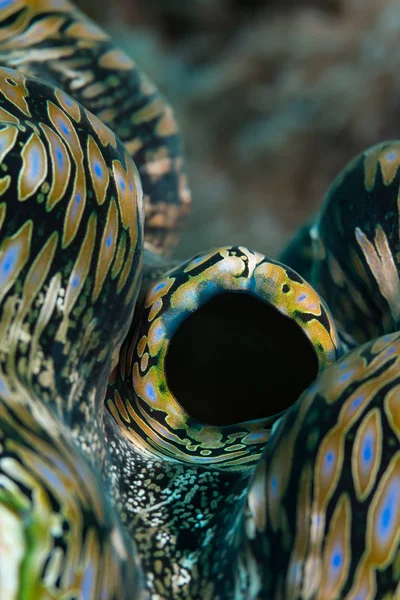 Рифлений гіганта clam — стокове фото