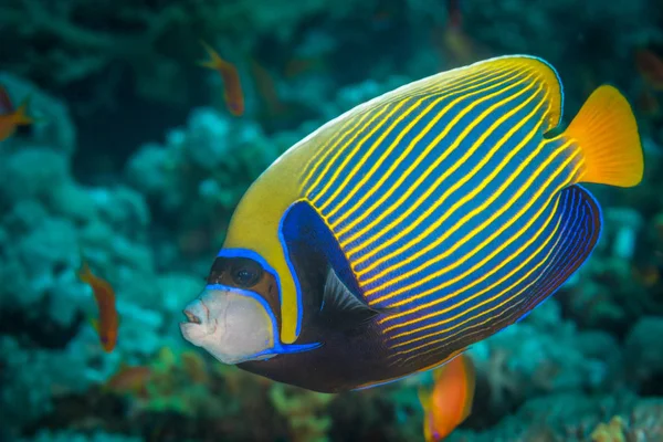 Ritratto di pesce gambero — Foto Stock