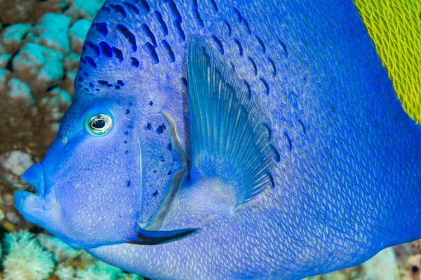 Yellowbar angelfish profilo testa — Foto Stock