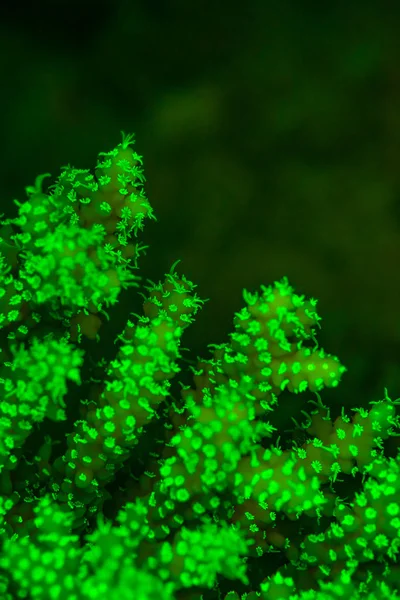 蛍光サンゴのポリープ — ストック写真