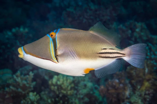 Retrato de perfil Picassofish — Fotografia de Stock
