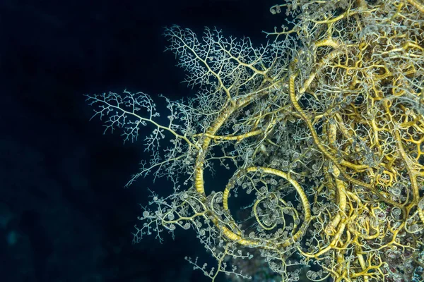 Giant basket star unfurling — Stock Photo, Image