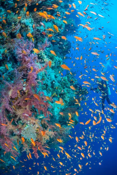Fotógrafo de recifes de coral — Fotografia de Stock