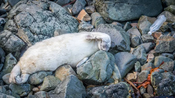 Zegel Marine kunststoffen — Stockfoto