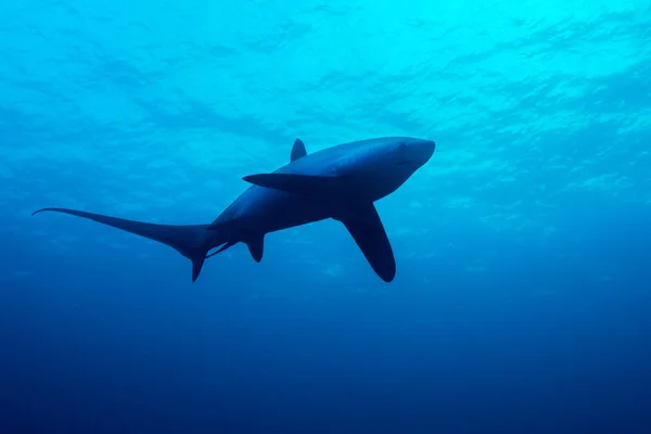 Tubarão-atirador nadando — Fotografia de Stock