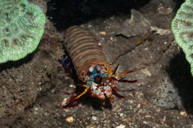 Tavus kuşu mantis karides