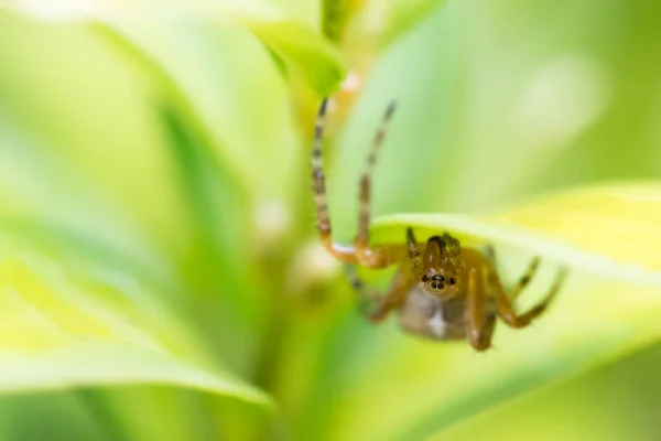 Gemeenschappelijke tuin spin — Stockfoto