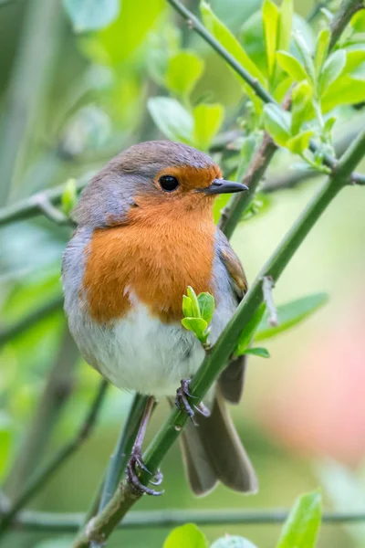 British springtime robin — Stock Photo, Image