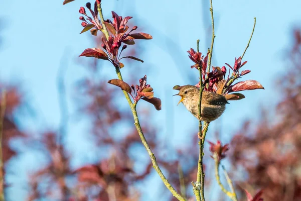 Printemps wren chant — Photo