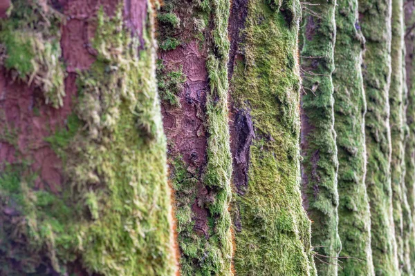 Línea de musgo del árbol — Foto de Stock