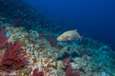 Trevally vahşi su altında
