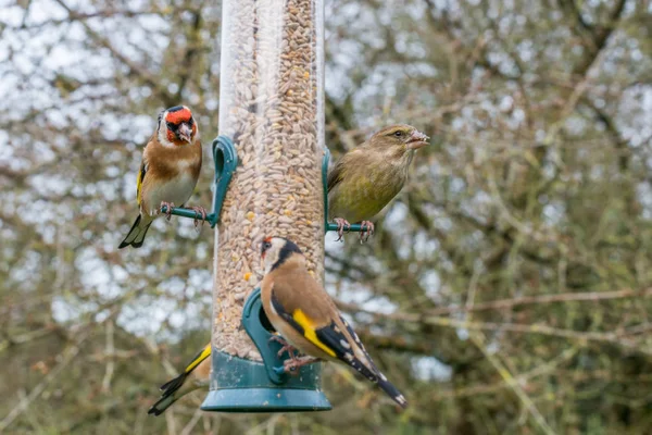 Alimentador Greenfinch goldfinch — Fotografia de Stock