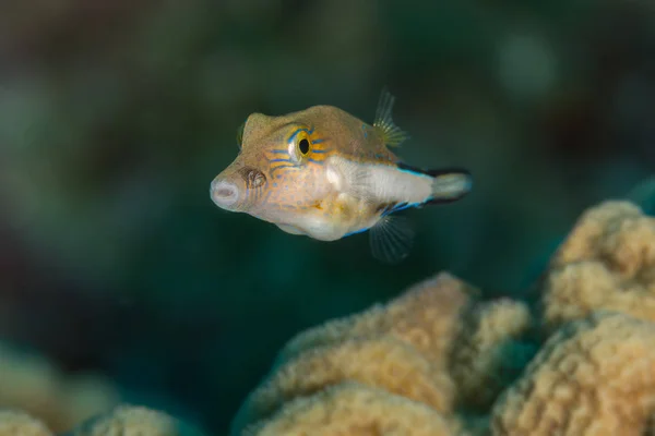 Pesce palla piccolo — Foto Stock