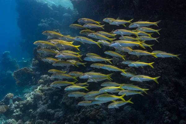 Риба shoal поведінки — стокове фото