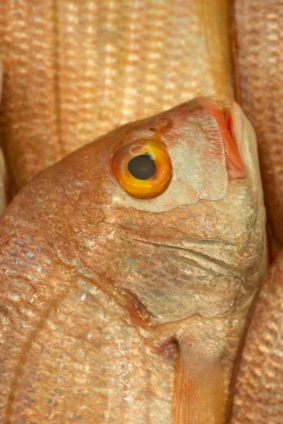 Primer plano de la exhibición de pescado del mercado — Foto de Stock