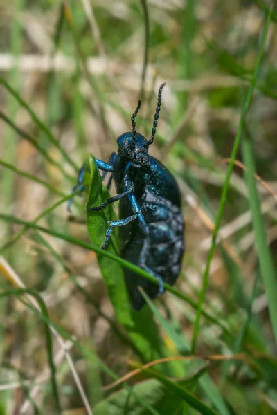 Garden oil beetle — Stock Photo, Image