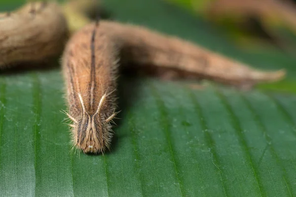 Forest giant owl caterpillar — Stock Photo, Image