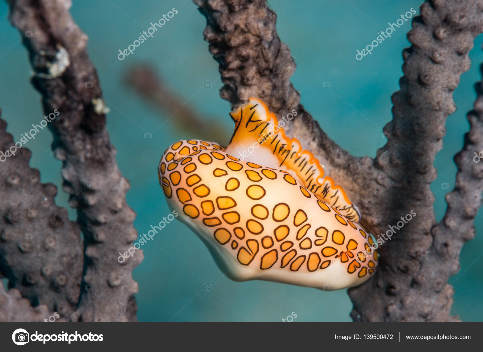 Transvestit eshakda sikiladi