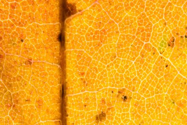 Arkadan aydınlatmalı yaprak sonbaharda detay