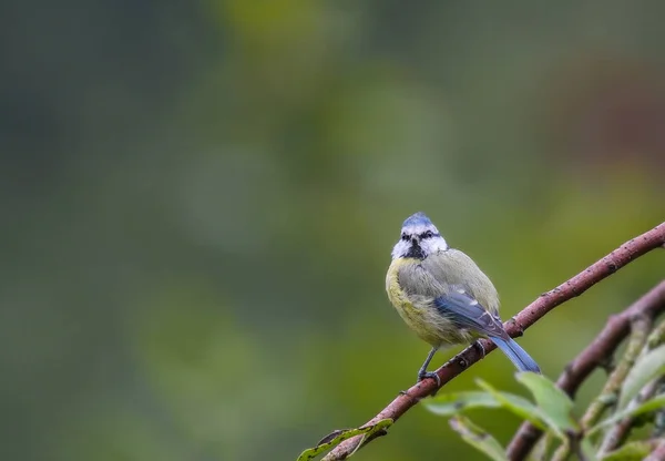 Tit azul copyspace natural — Fotografia de Stock