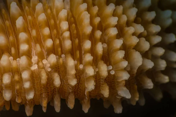 고독한 산호 마이크로 세부 사항 — 스톡 사진