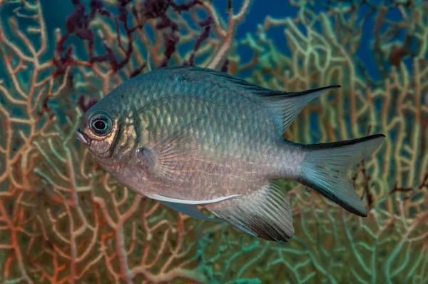 Fish porofile portrait — Stock Photo, Image