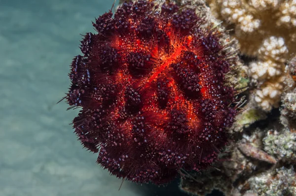 Fogo Urchin subaquático — Fotografia de Stock