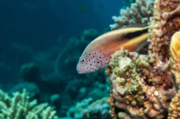 Pihovatý hawkfish Rudého moře — Stock fotografie