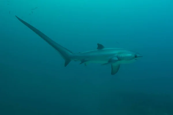 Perfil del tiburón trillador — Foto de Stock