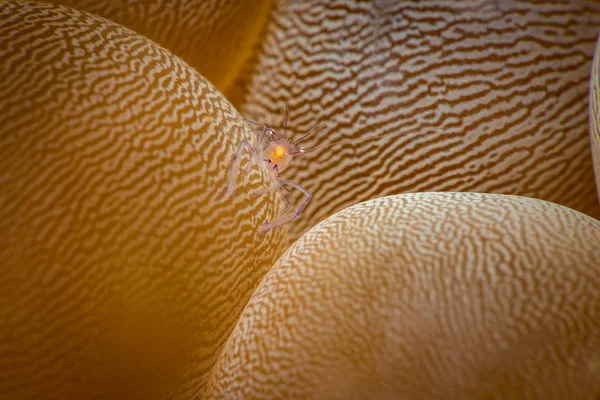 気泡サンゴ エビ — ストック写真