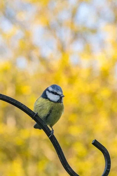 Синиця Блакитна Весна Cyanistes Caeruleus Розташованій Годівниці Птахів Перед Жовті — стокове фото