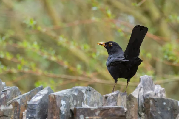 Blackbird Brytyjski Mężczyzna Oazach Stojąc Ścianie Przed Wierzba Wiosenny Devon — Zdjęcie stockowe