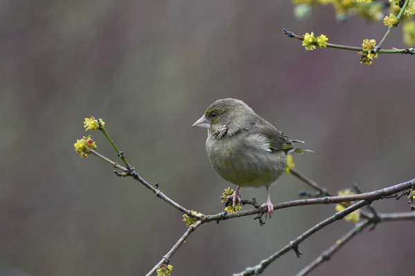 Greenfinch Wznosi Się Drzewo Żółtych Kwiatów Wczesną Wiosną Devon Wielka — Zdjęcie stockowe