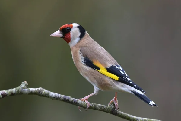 Portret Profil Poszczególnych Szczygieł Carduelis Carduelis Stojąc Ogród Gałązka Devon — Zdjęcie stockowe