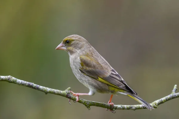 Greenfinch Carduelis Chloris Yan Görünüm Erken Ilkbaharda Dal Üzerinde Tünemiş — Stok fotoğraf